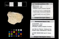 Foto (Objekt + Etikett) von Gastrodorus sp.  (NHMW-GEO-2014-0194-0949)